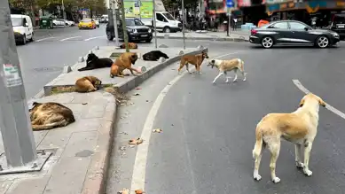 İstanbul'da Sokak Hayvanları Toplanacak