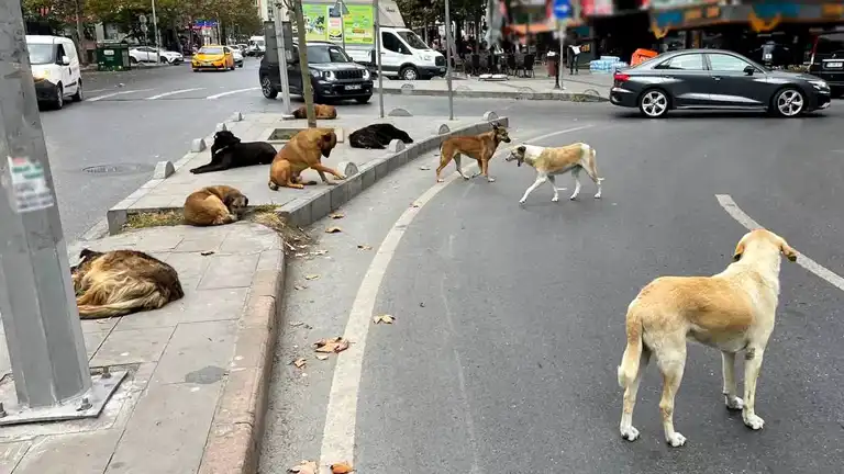 İstanbul'da Sokak Hayvanları Toplanacak İstanbul'da Sokak Hayvanları Toplanacak